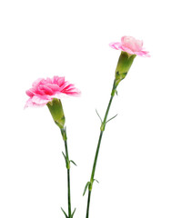 Wall Mural - carnations