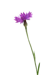Wall Mural - cornflower