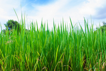  Rice field green grass landscape background