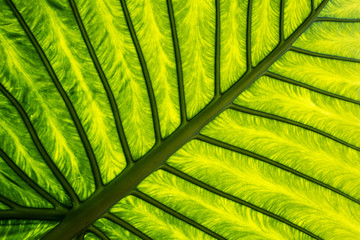 Wall Mural - exotic leaf in detail
