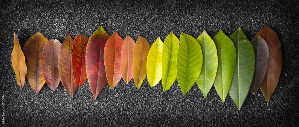 chromatic scale made of leaves - obrazy, fototapety, plakaty 
