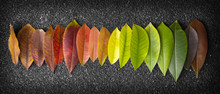 Chromatic Scale Made Of Leaves