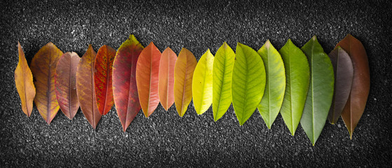 chromatic scale made of leaves