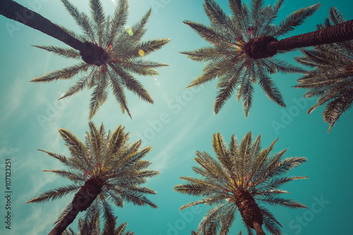 Fotografie, Obraz Vintage Beverly Hills, Hollywood captivating Palm Trees overhead shot
