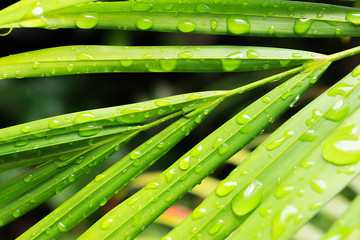 Wet Green Palm Leaves