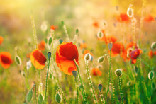 Poppy Field Background. Summer Sunshine Effects. Nature Background. Wildflowers, Nature Landscape