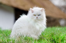 Turkish Angora, White Cat With Different Eye Color