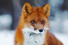 Portrait Of Nice Red Fox In Winter Forest