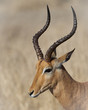 Proud...This beautiful Impala was photographed in Kruger National Park in South Africa
