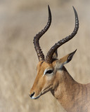 Fototapeta Sawanna - Proud...This beautiful Impala was photographed in Kruger National Park in South Africa