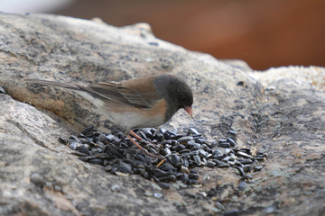 Colorful wild bird from New Mexico on a big rock bolder in the forest