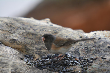 Colorful wild bird from New Mexico on a big rock bolder in the forest