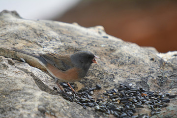 Colorful wild bird from New Mexico on a big rock bolder in the forest