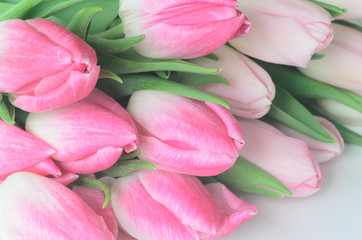  pink tulip flowers