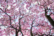 Magnolienbäume Von Unten, Blütendach