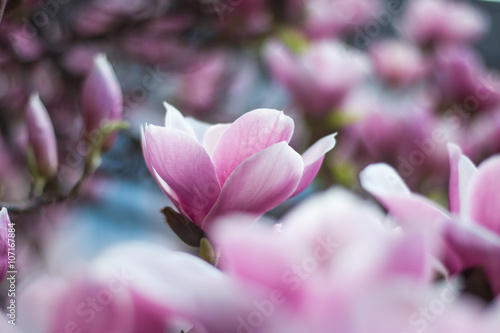 rozowa-magnolia