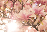 Fototapeta Kwiaty - Rosa Magnolienblüten im Frühling