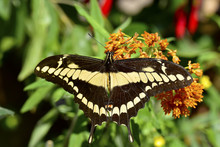 Farfalla Papilio Cresphontes