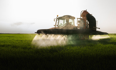 Tractor spraying wheat field