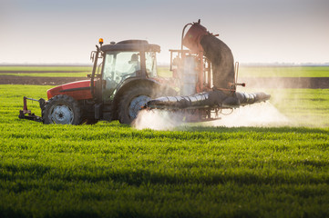 Wall Mural - Tractor spraying wheat field