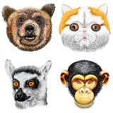 Fototapeta  - Raster illustration of cute home and wild animal set including bear, cat, lemur and monkey.
