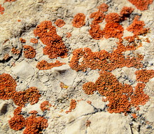 Orange Fungus On Limestone Rock