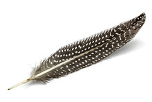 Feather Of Guinea Fowl, Isolated On White Background
