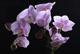 Fototapeta Storczyk - Beautiful Lavender Orchids  Orchidaceae are a diverse and widespread family of flowering plants, with blooms that are often colorful fragrant.