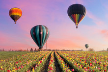 Hot Air Balloons At Tulip Fields