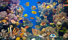 Colorful And Vibrant Aquarium Life