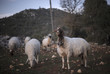 Sheep Confronts Camera. Turkey