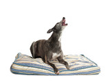Fototapeta Łazienka - howling greyhound