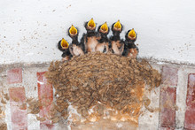 Six Swallow Chicks In Their Nest Calling For Food