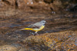 Male grey wagtail singing  in a creek