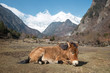 Donkey is resting on the grass in yunnan china