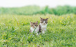 Two kittens friends
