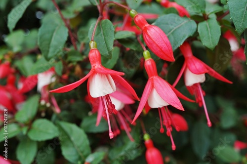 Hanging Fuchsia Flowers In Shades Of Pink Purple And White Hanging Fuchsia Flowers In Shades Of Pink Purple And White
