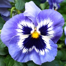 White And Purple Pansy Violet Flowers