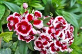 Pink and white Sweet William dianthus flowers