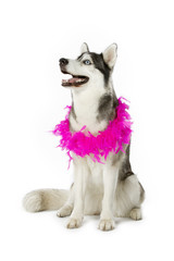 Wall Mural - pet dog with pink garland