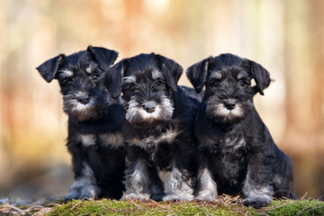 Sticker - three miniature schnauzer puppies outdoors together