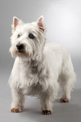 Wall Mural - white terrier  dog