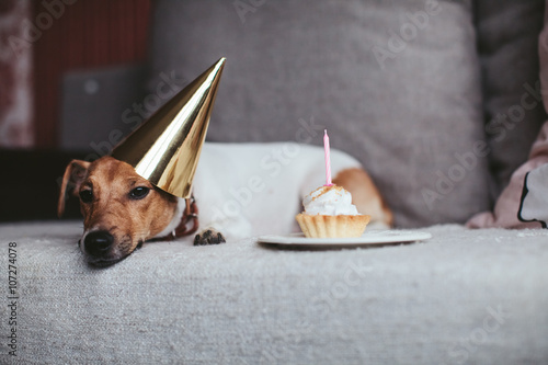 Fotomural Dog Jack Russell Terrier 's birthday