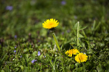 Dandelions in grass