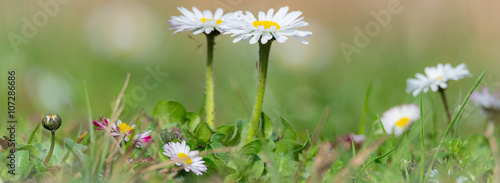Cuadros en Lienzo Gänseblümchen (Bellis perennis) auf einer Wiese im Frühling