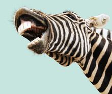 Zebra Happy Lougthing
