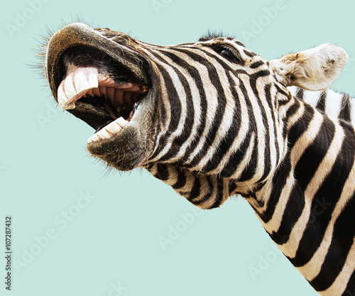 Foto-Kissen - Zebra happy lougthing (von Mandrixta)