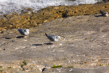 gulls on rocks by the sea