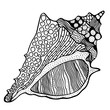 Zentangle stylized shell.