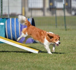 Sticker - Mixed-Breed Dog at Agility Trial